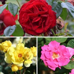 Climbing Rose Bare Root Collection