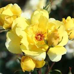 Climbing Rose Bare Root Collection -You Garden 530010 2