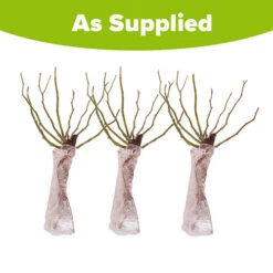 Climbing Rose Bare Root Collection -You Garden 530010 4