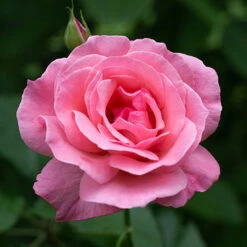 Rose Queen Elizabeth 7 Rose Queen Elizabeth -You Garden 530026 2