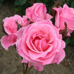 Rose Queen Elizabeth 8 Rose Queen Elizabeth -You Garden 530026 3