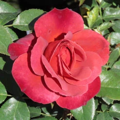 Rose 'Hot Chocolate' 7 Rose 'Hot Chocolate' -You Garden 530056 2