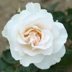 Rose 'Margaret Merrill'