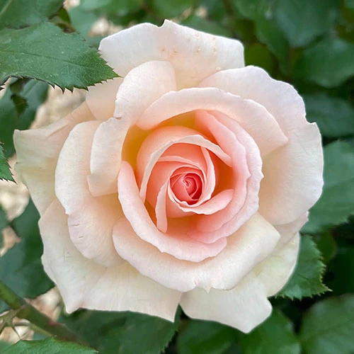Rose 'Chandos Beauty' ® 1 Rose 'Chandos Beauty' ®