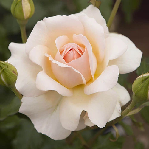 Rose 'Chandos Beauty' ® 3 Rose 'Chandos Beauty' ® - Image 3