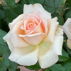 Rose 'Chandos Beauty' ® 8 Rose 'Chandos Beauty' ® -You Garden 530069 3