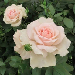 Rose 'Chandos Beauty' ® 9 Rose 'Chandos Beauty' ® -You Garden 530069 4