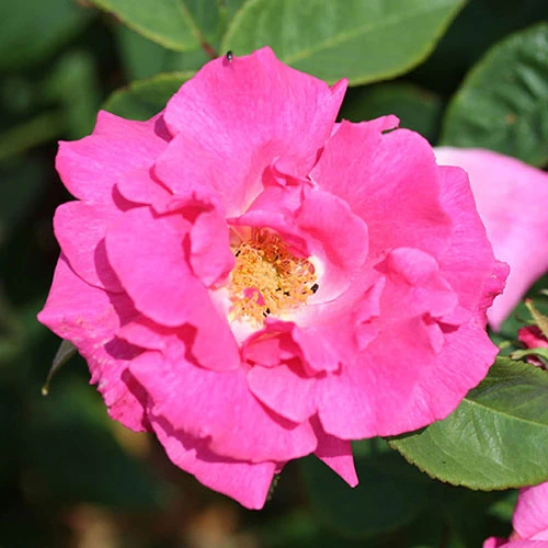 Climbing Rose 'Zephirine Drouhin' 1 Climbing Rose 'Zephirine Drouhin'