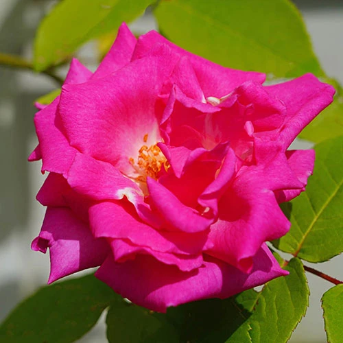 Climbing Rose 'Zephirine Drouhin' 2 Climbing Rose 'Zephirine Drouhin' - Image 2