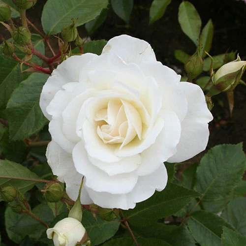 Rose 'Iceberg' 2 Rose 'Iceberg' - Image 2