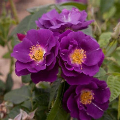 Rose 'Rhapsody In Blue' -You Garden 530182 2