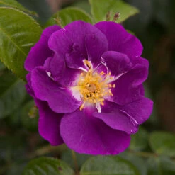 Rose 'Rhapsody In Blue' -You Garden 530182 3