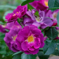 Rose 'Rhapsody In Blue' -You Garden 530182 4