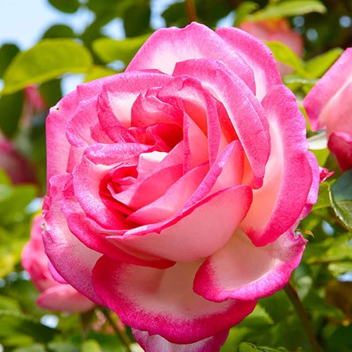 Climbing Rose 'Handel' 3 Climbing Rose 'Handel' - Image 3