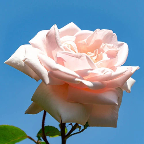 Climbing Rose New Dawn 3 Climbing Rose New Dawn - Image 3