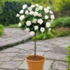 Patio Standard Rose 'White'