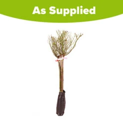 Patio Standard Roses Collection -You Garden 530199 5