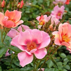 Rose Of The Year 2015 'For Your Eyes Only' -You Garden 530200 2