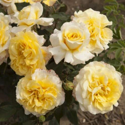 Rose Of The Year 2016 'Sunny Sky' -You Garden 530220 2