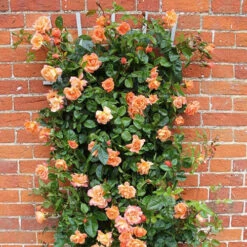 Rose 'Scent From Heaven' -You Garden 530239 2