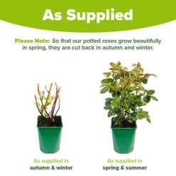 Rose 'Scent From Heaven' -You Garden 530239 3