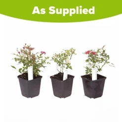 'Classic' Groundcover Rose Collection 9 'Classic' Groundcover Rose Collection -You Garden 530247 4