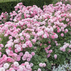 6 X Groundcover Roses -You Garden 530262 2