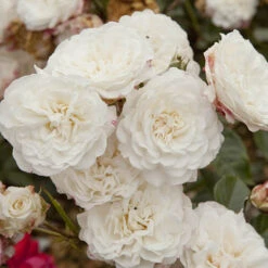 6 X Groundcover Roses -You Garden 530262 3