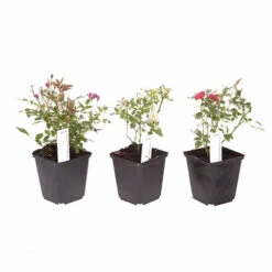 6 X Groundcover Roses -You Garden 530262 4