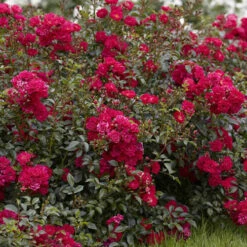 6 X Groundcover Roses -You Garden 530262 5