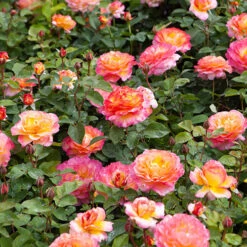 Rose Gorgeous 10 Rose Gorgeous -You Garden 530311 2