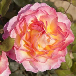 Rose Gorgeous 11 Rose Gorgeous -You Garden 530311 3