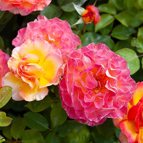 Rose Gorgeous 5 Rose Gorgeous - Image 5