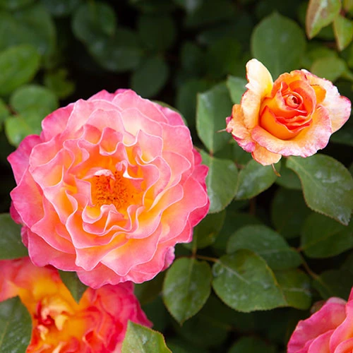 Rose Gorgeous 6 Rose Gorgeous - Image 6