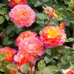 Rose Gorgeous 14 Rose Gorgeous -You Garden 530311 6