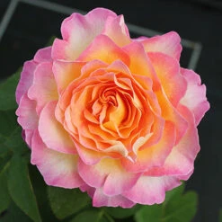 Rose Gorgeous 15 Rose Gorgeous -You Garden 530311 7