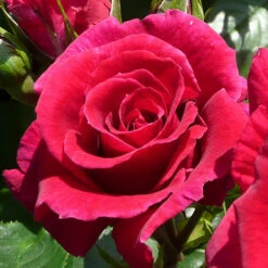 Rose Of The Year 2018 'Lovestruck' -You Garden 530312 2