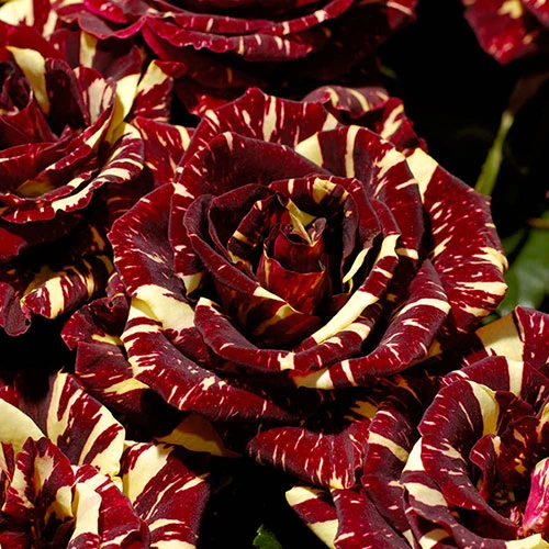 Rose 'Abracadabra' 1 Rose 'Abracadabra'