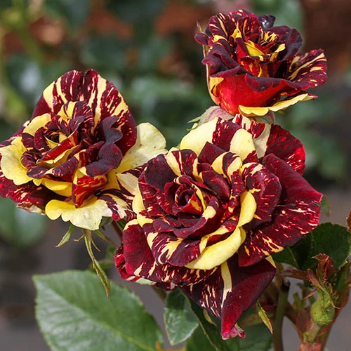 Rose 'Abracadabra' 2 Rose 'Abracadabra' - Image 2