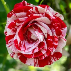 Rose 'Raspberry Ripple' (Papageno) -You Garden 530345 2