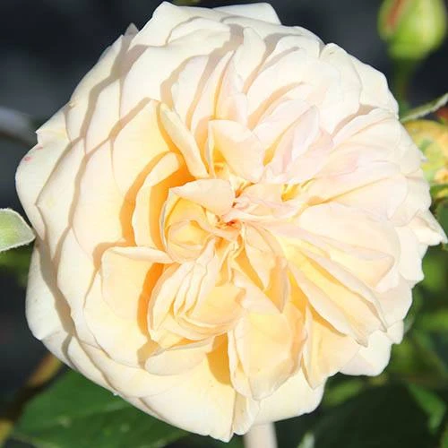 Rose 'Timeless Cream' 1 Rose 'Timeless Cream'