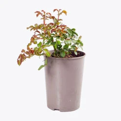 You Garden -You Garden 530413 1