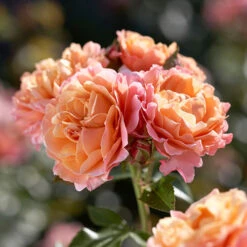 Rose 'Marie Curie' -You Garden 530434 2