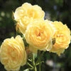 ROTY 2021 Rose 'Belle De Jour'