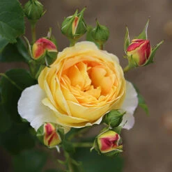 ROTY 2021 Rose 'Belle De Jour' -You Garden 530478 2