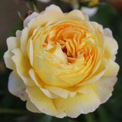 ROTY 2021 Rose 'Belle De Jour' -You Garden 530478 4