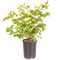 ROTY 2021 Rose 'Belle De Jour' -You Garden 530478 5