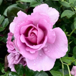 Rose 'Harry Edland'