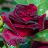 Rose 'Black Baccara'