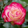 Rose 'Double Delight'